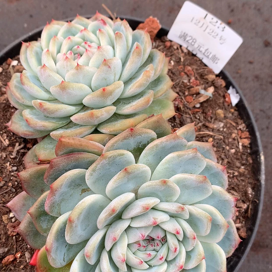 【闪购商品】云123号