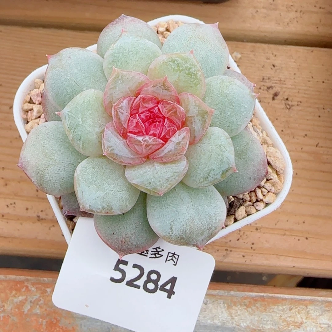 棉花糖，5284多肉植物