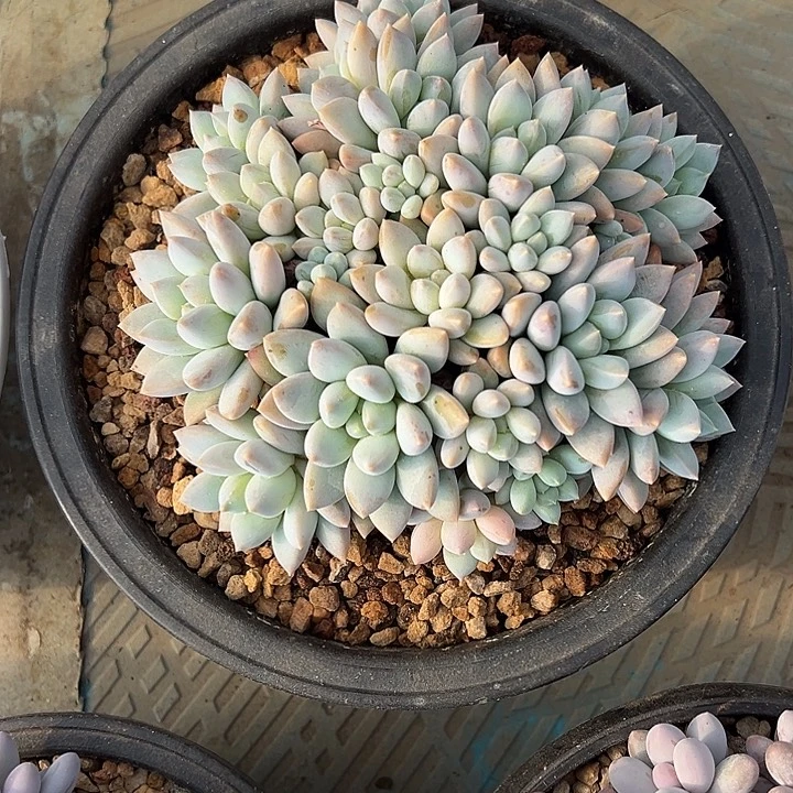 奶糖自然群无砍头