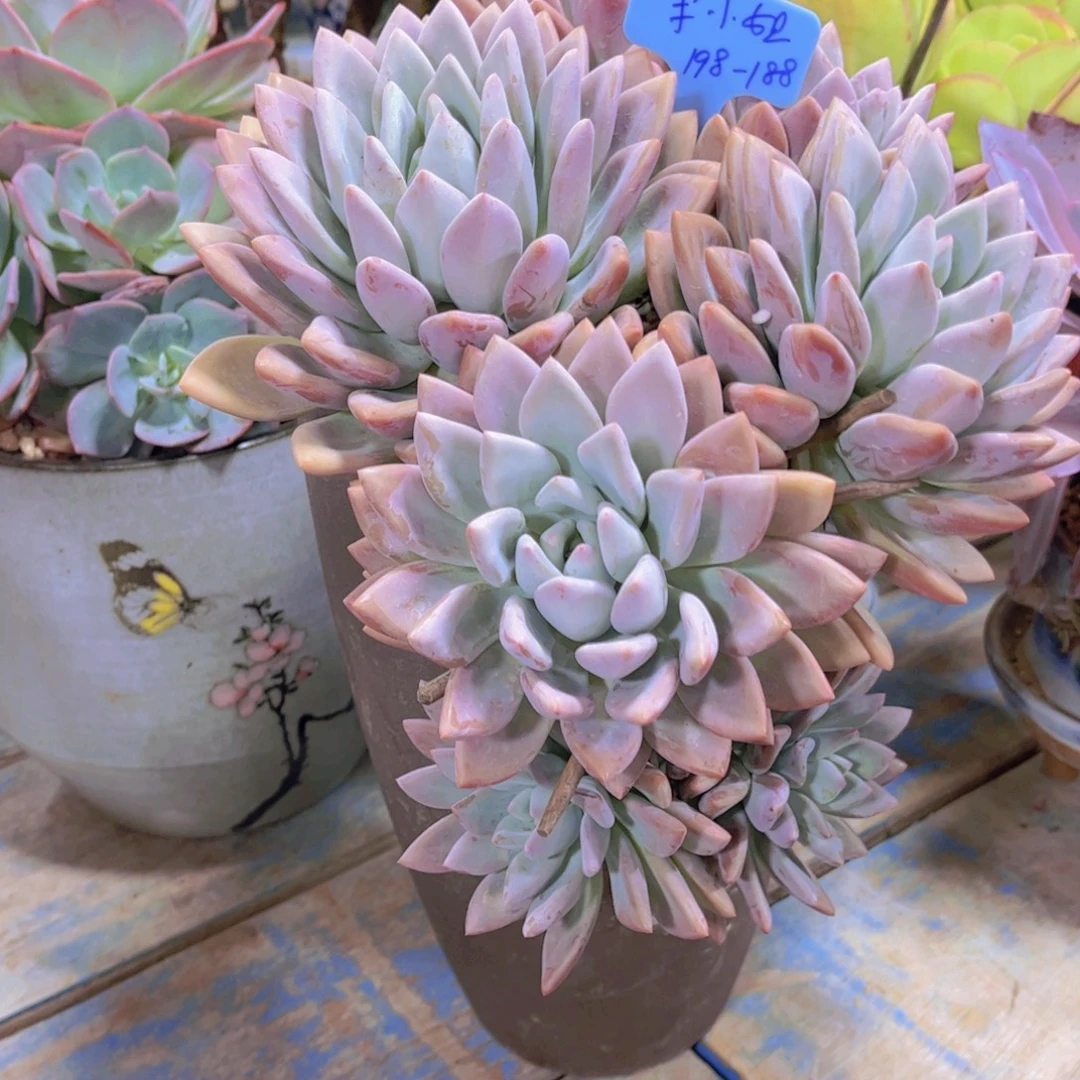 宋***…多肉植物保护研究所所长一起