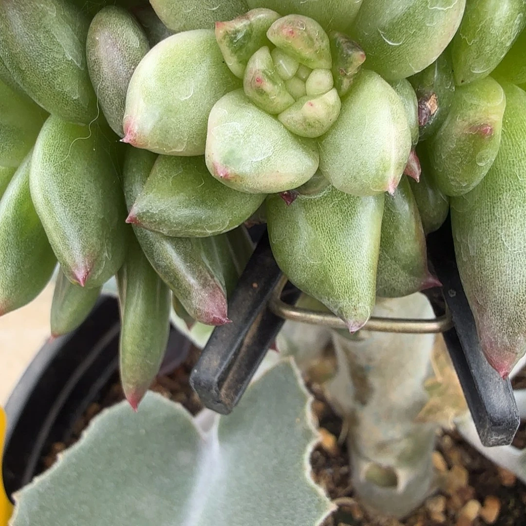 x***x东云锦，多肉植物。