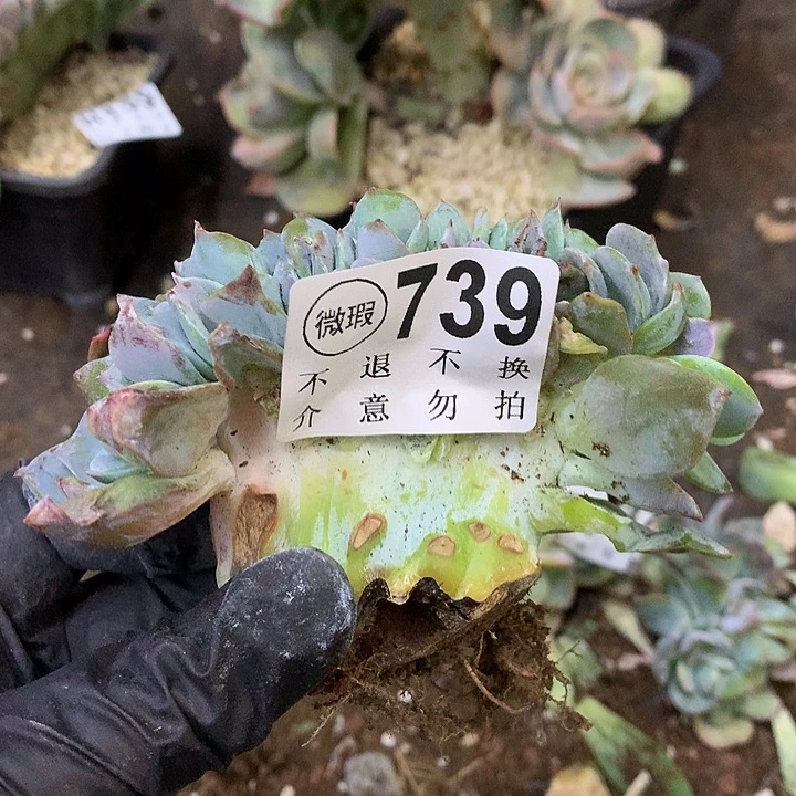 福***晚白凤缀化 瑕疵处理 非偏远38包邮 节后发联系客服