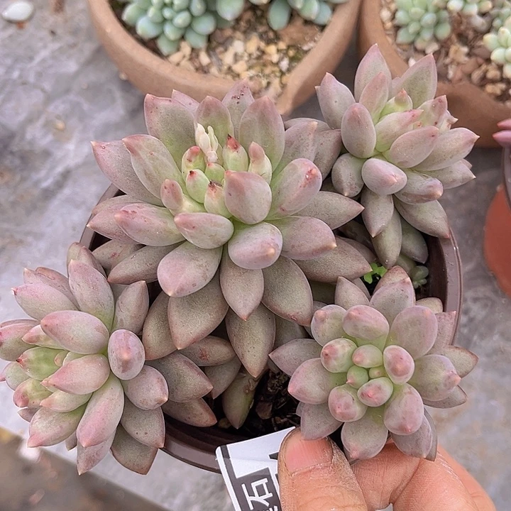 水晶球19154多肉植物