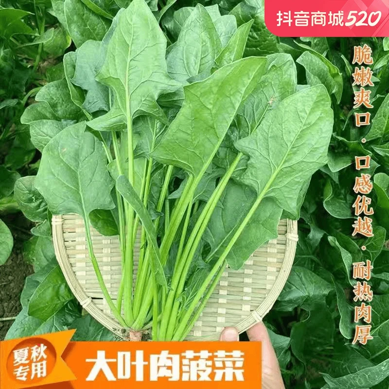 【全店满5包包邮】大叶菠菜种子耐热耐寒种籽菠菜种籽春秋冬四季