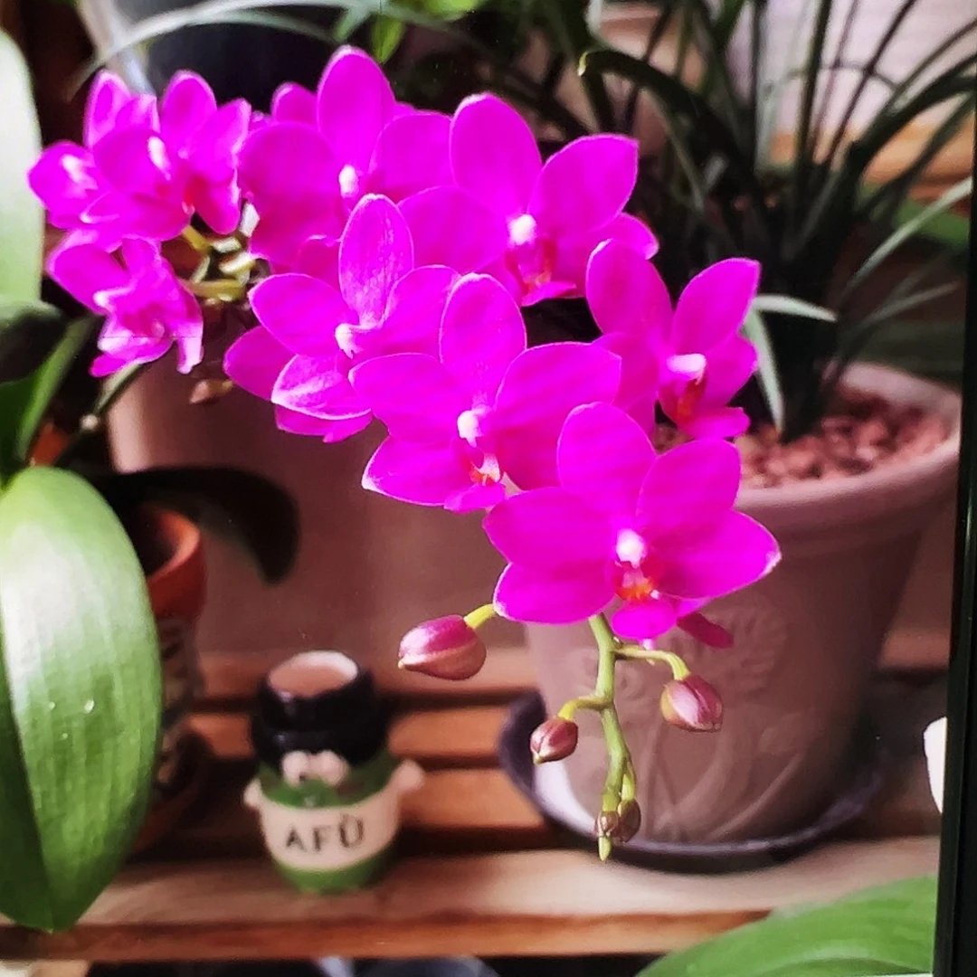 当前无花栽培后可以开花浮力紫葡萄请凑单