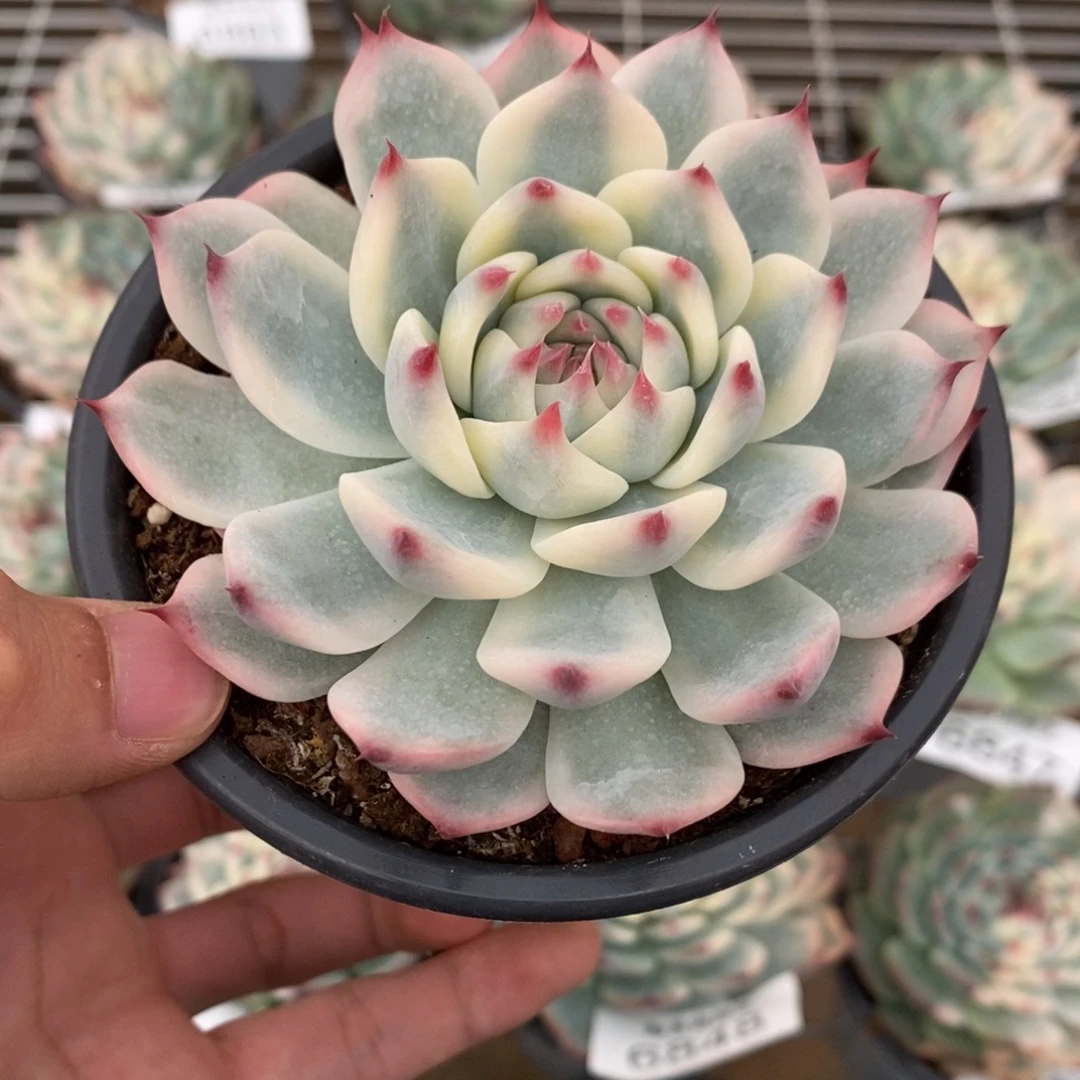 吉娃娃锦多肉植物6865