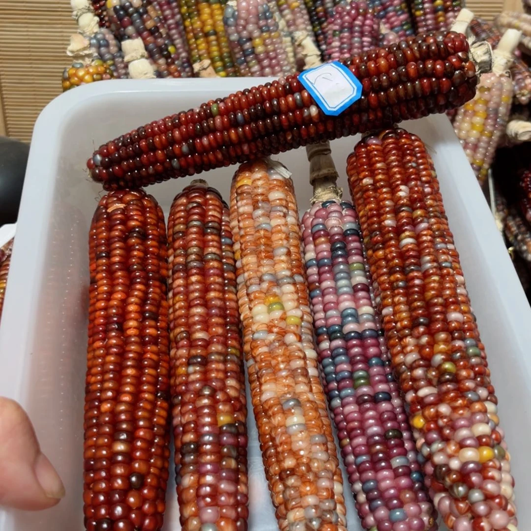 珺***爷直播间七彩文玩玉米不退换