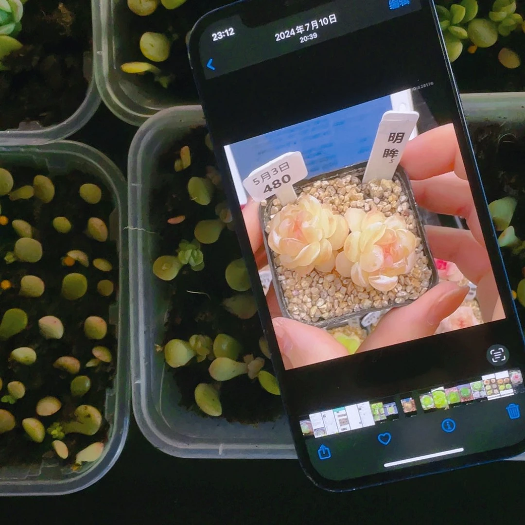 明眸芝麻苗一个满25包邮