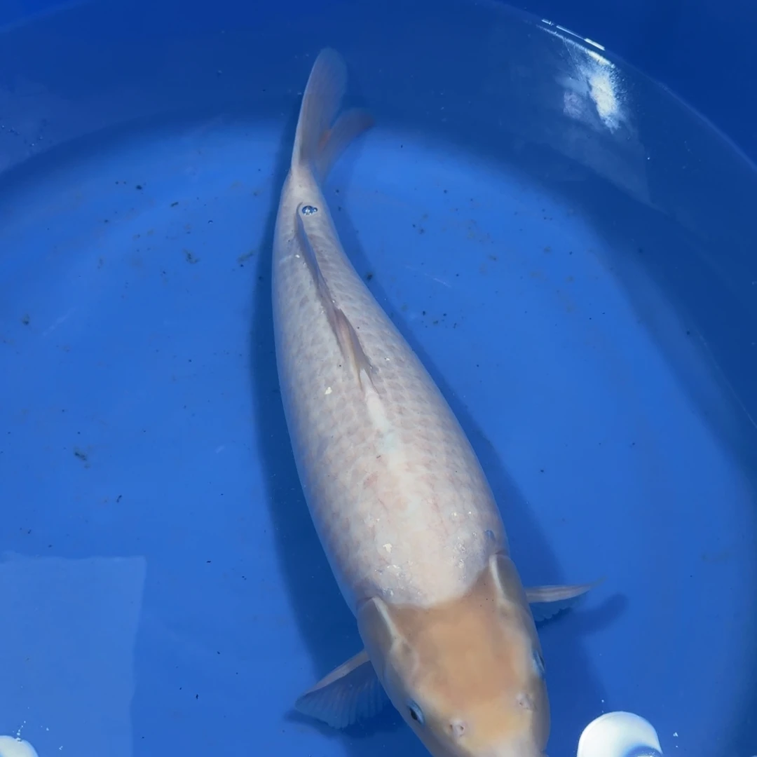 锦鲤2788老板专拍