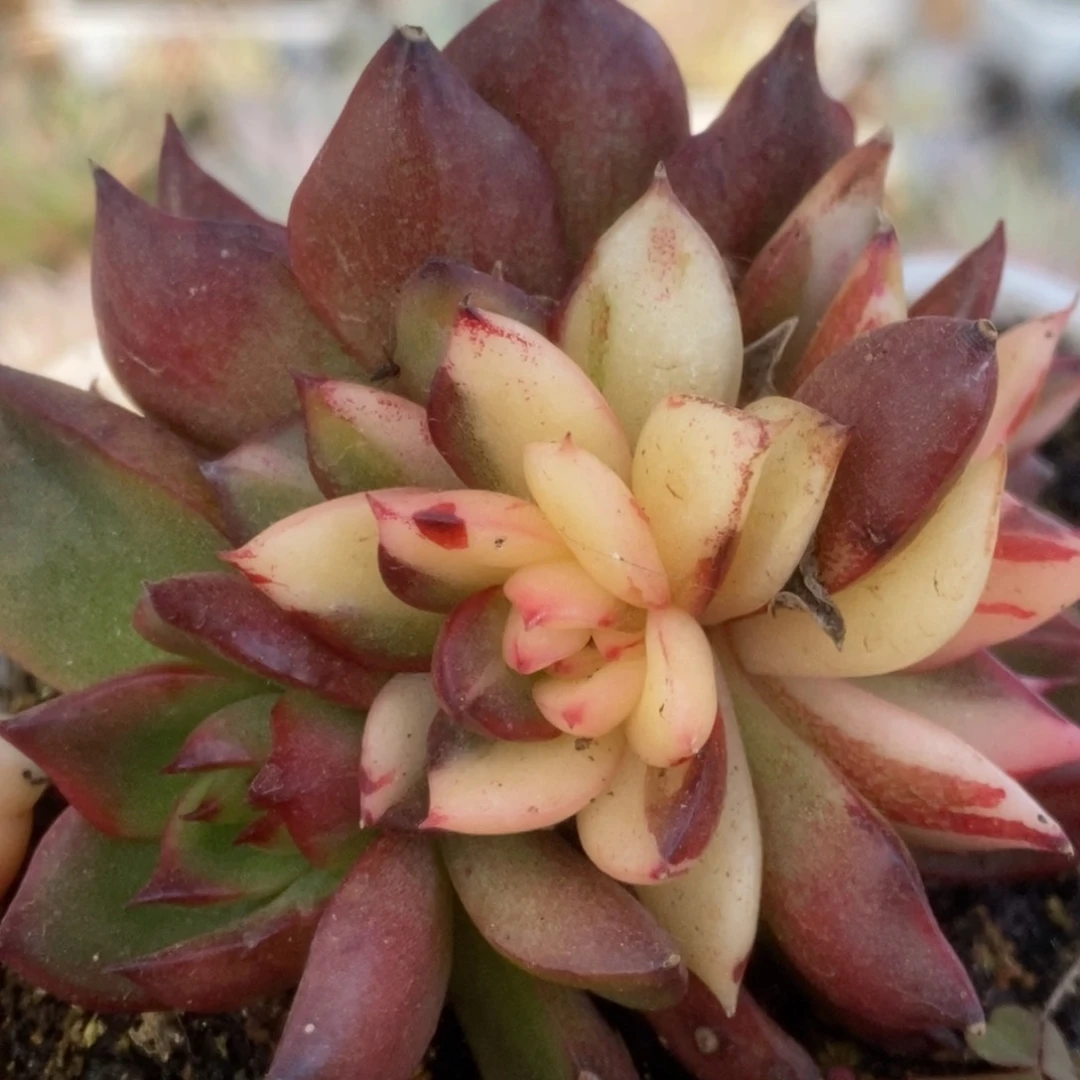 737托马斯锦锦锦锦锦锦