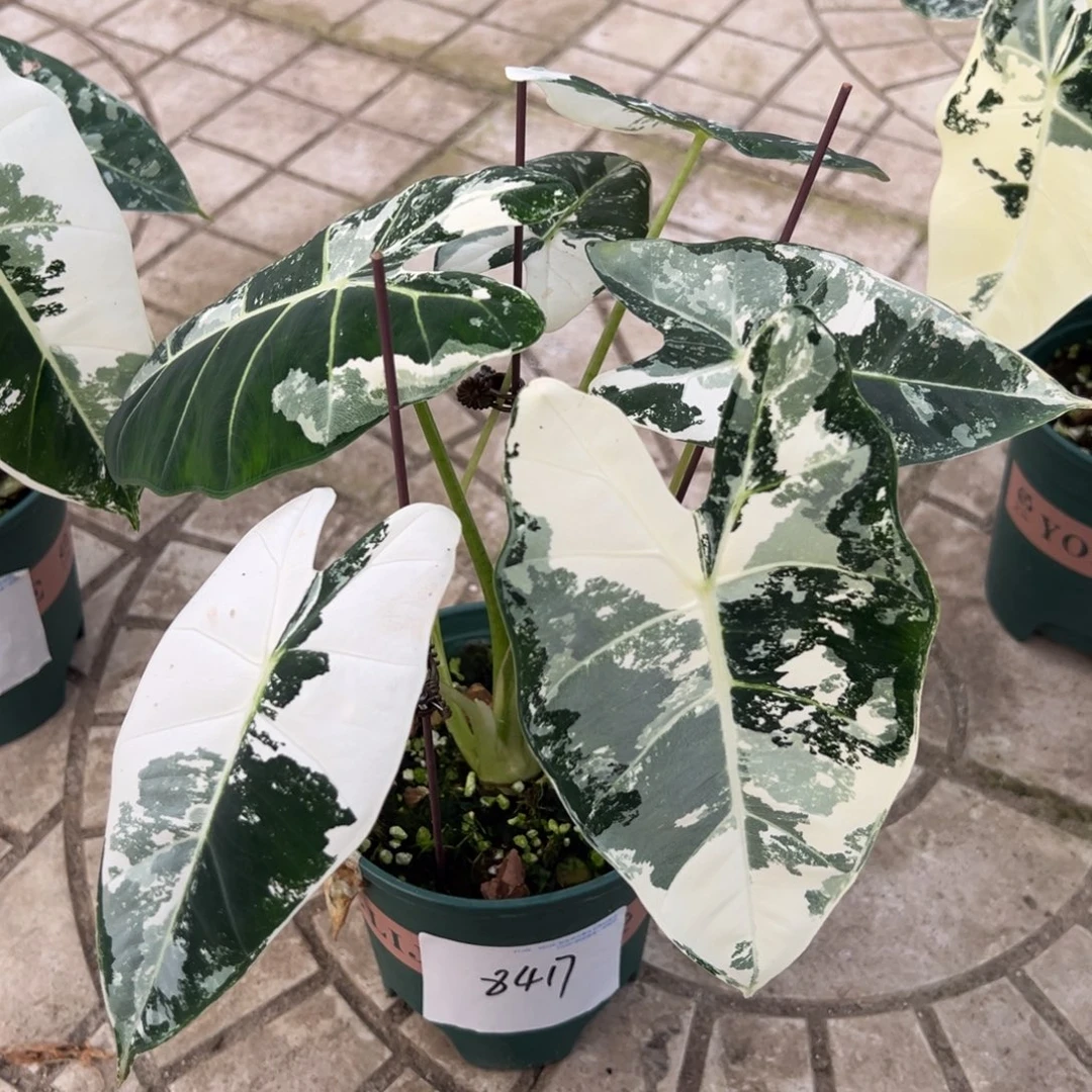 J***e完全开放一物一拍8417