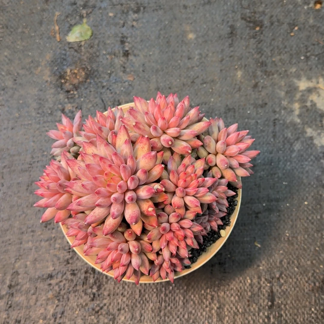 ****n一物一拍车厘子母本40