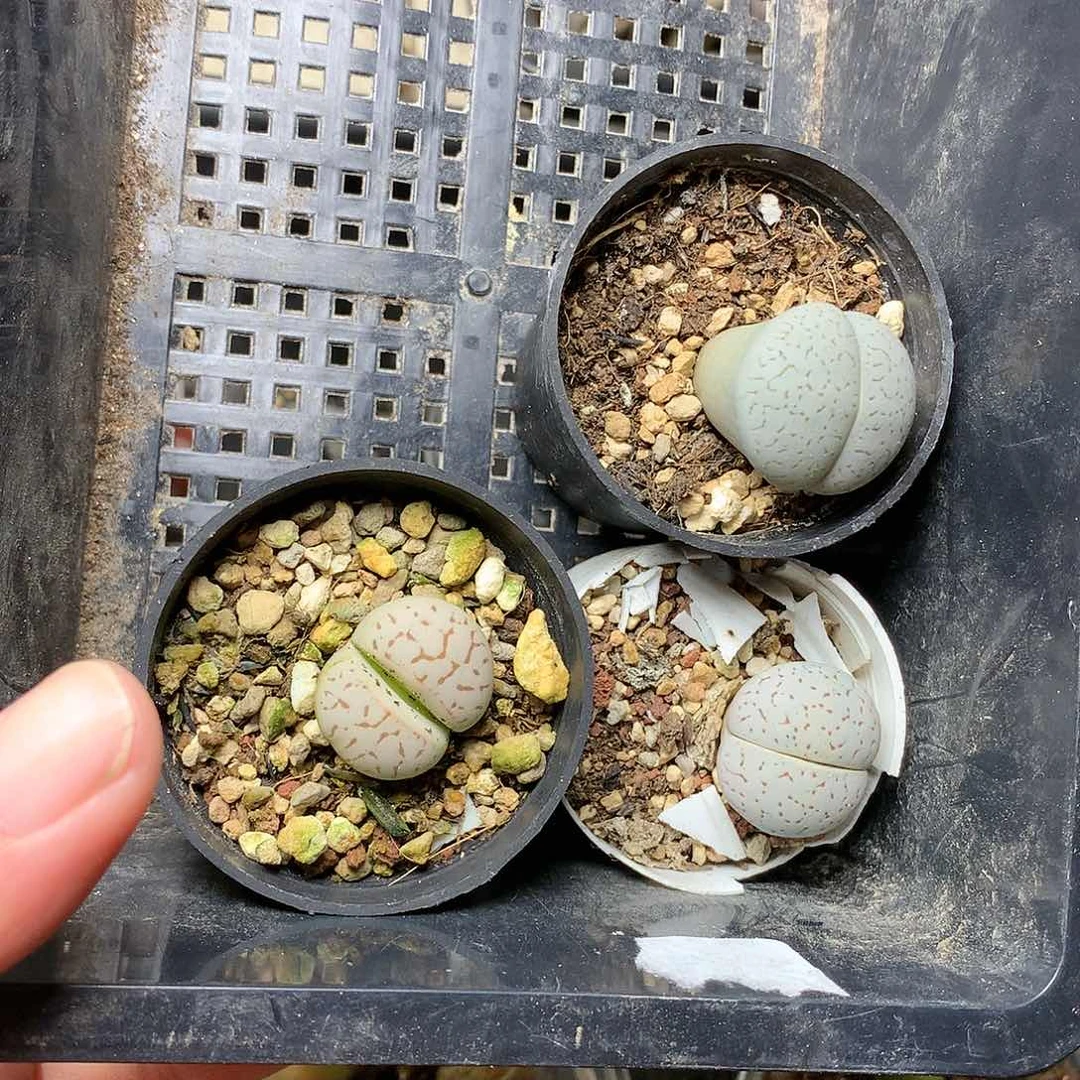 T427多肉植物保护