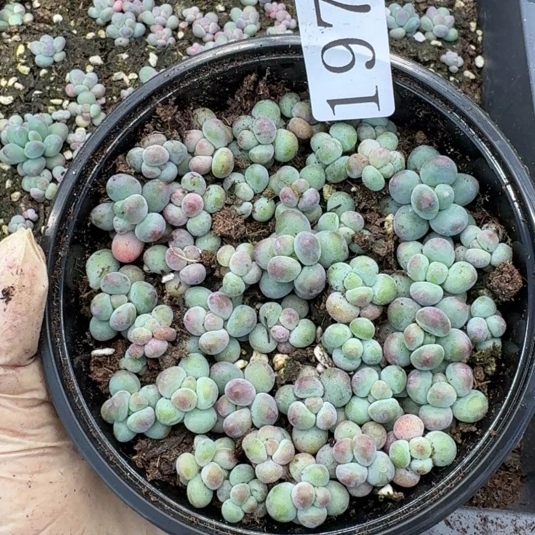 多肉植物多肉植物197