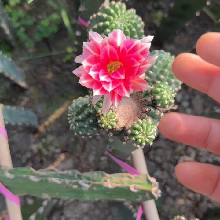 幸运星无根菜蚜两公分左右