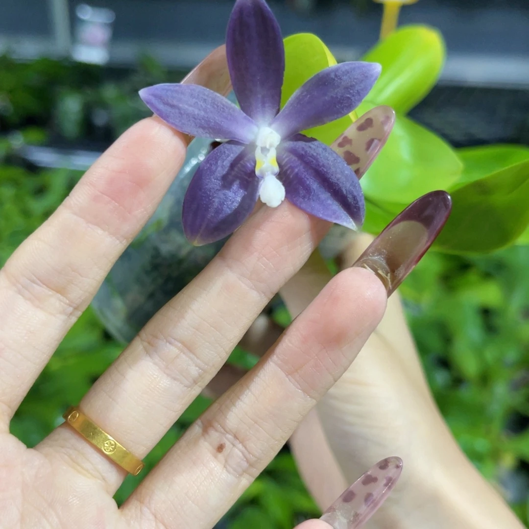 无花朵蝴蝶兰原生
