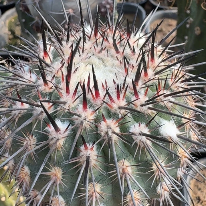 长刺白锦9999999999