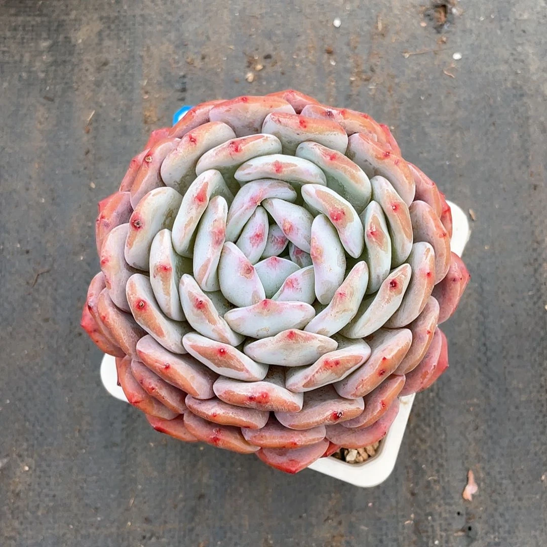 骑***?多肉植物多肉植物