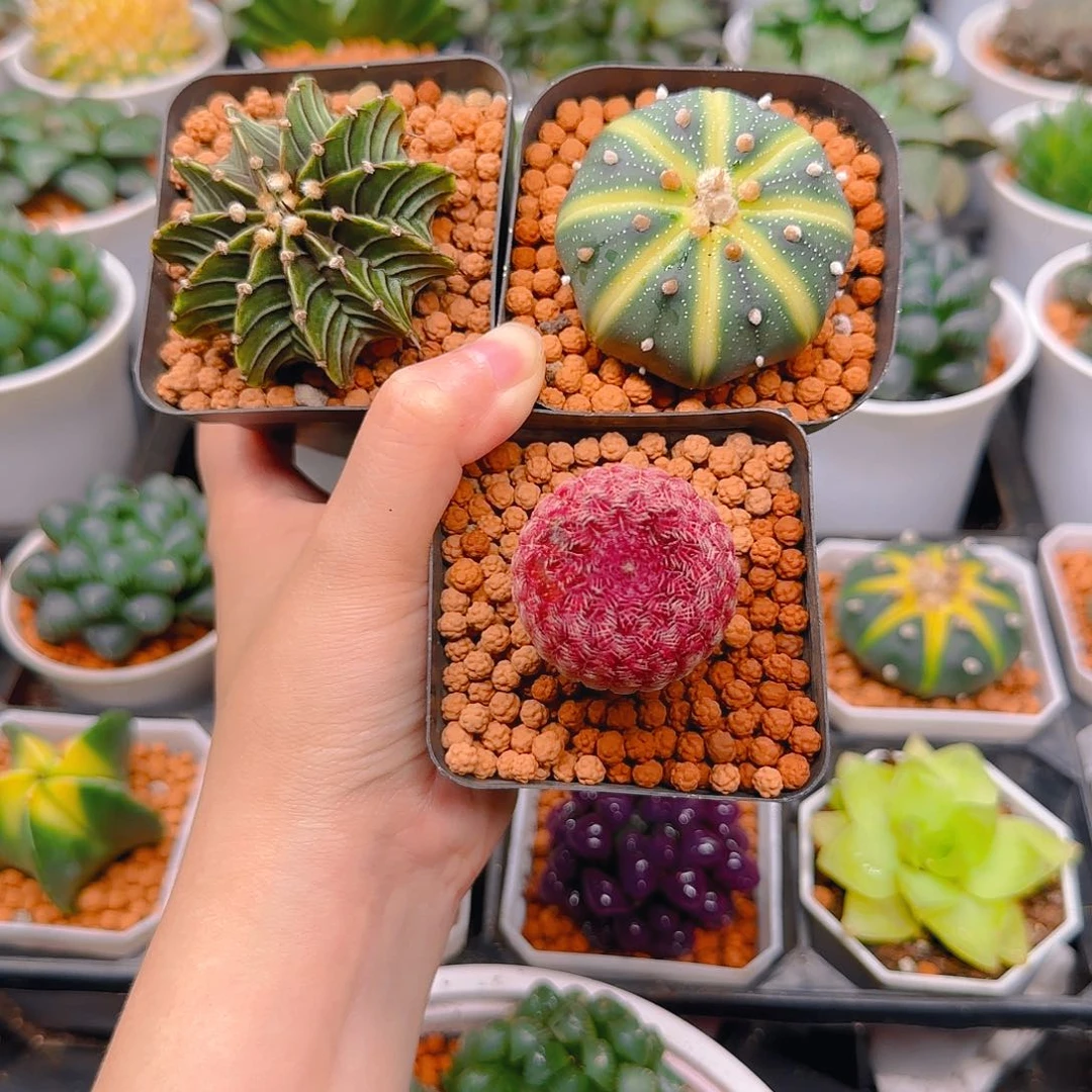 红太阳，南瓜球，肋骨，原盆