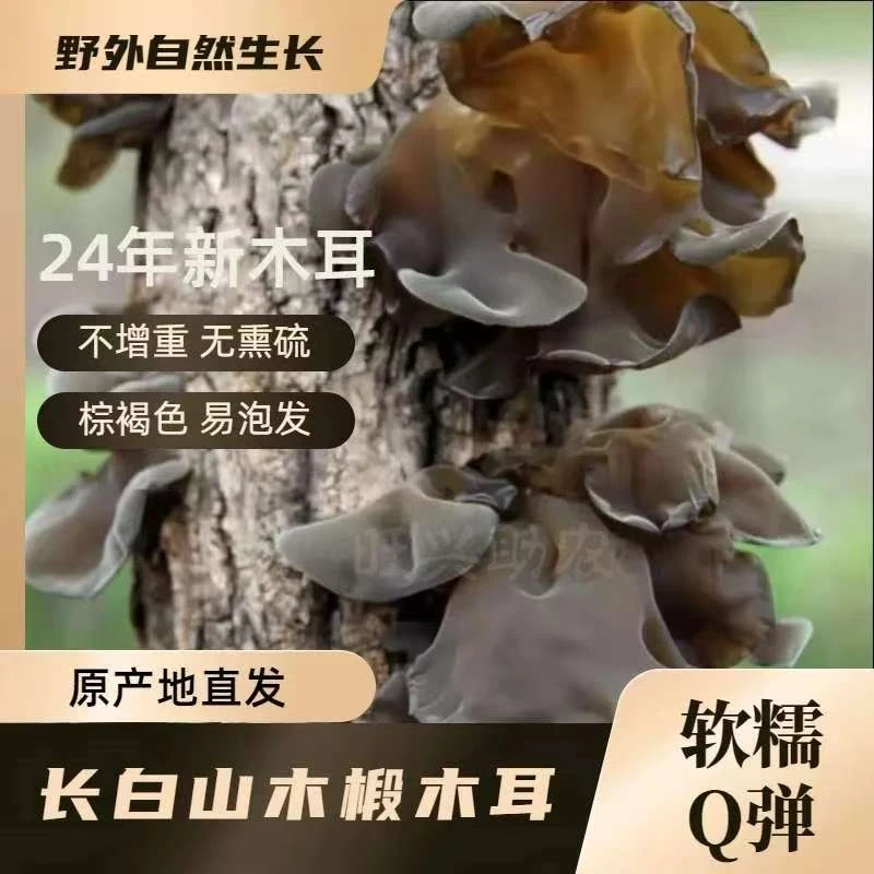 长白山柞木黑木耳 野外自然生长 软糯口感 500克包邮