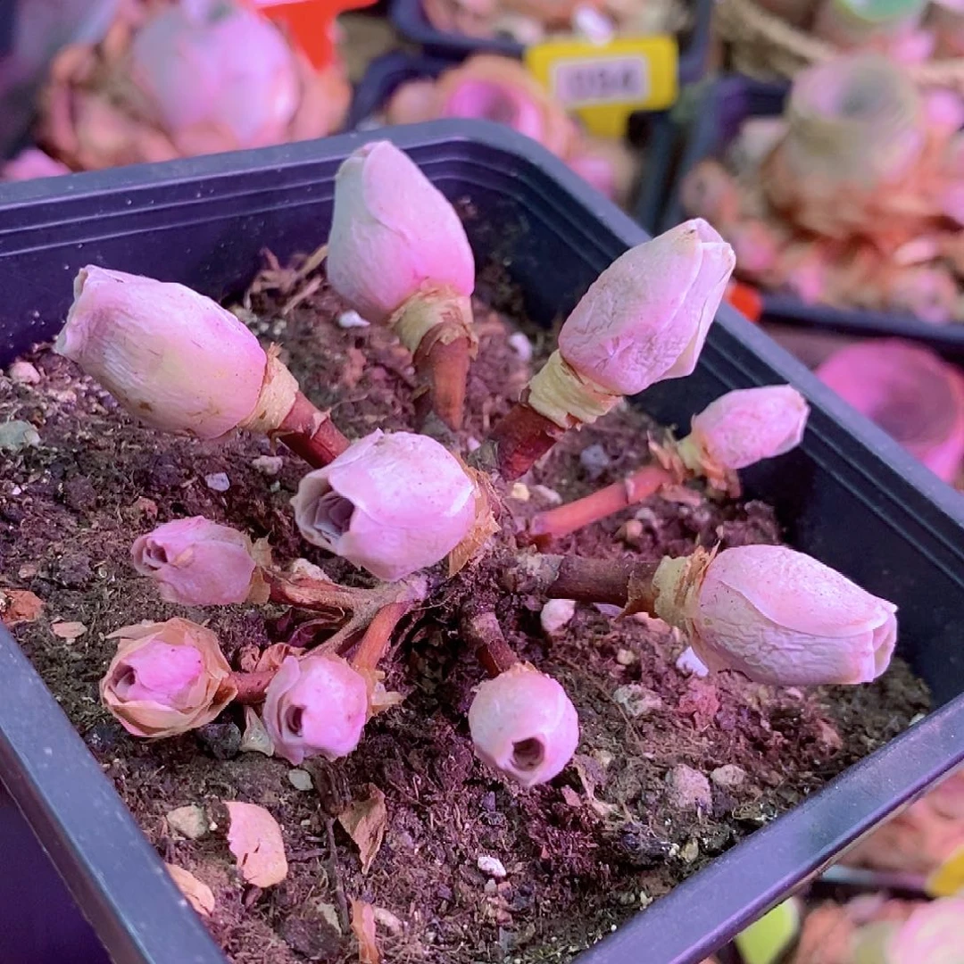 山地玫瑰粉粉群一物一拍028