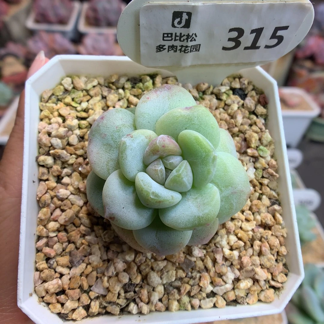 315冰玉石化多肉植物