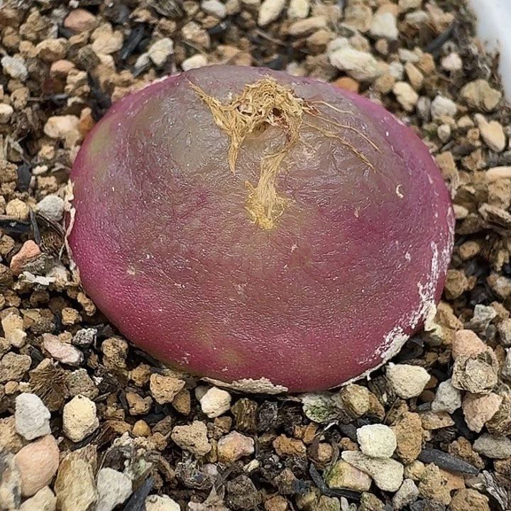 老马生石花3.1灯泡母本2568