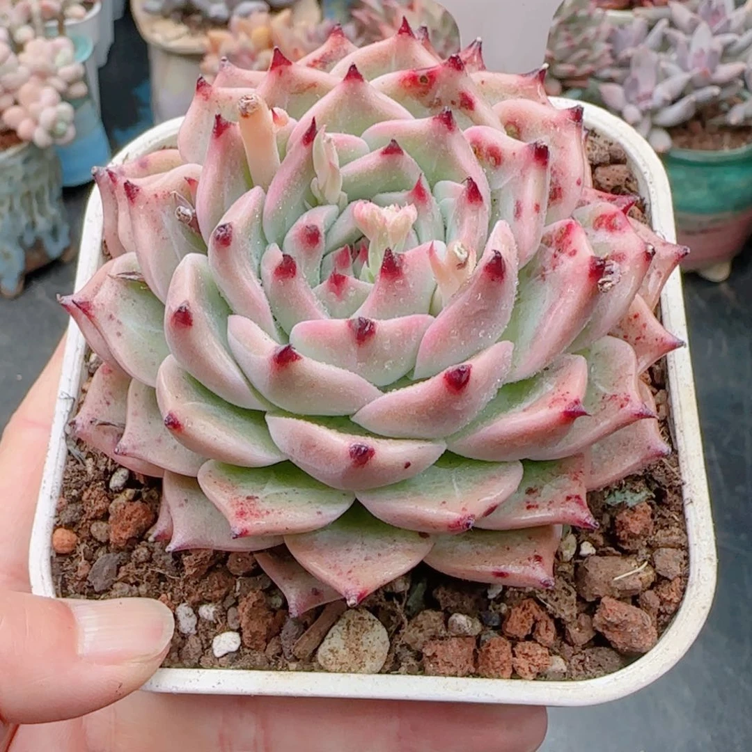 多肉植物8205………………