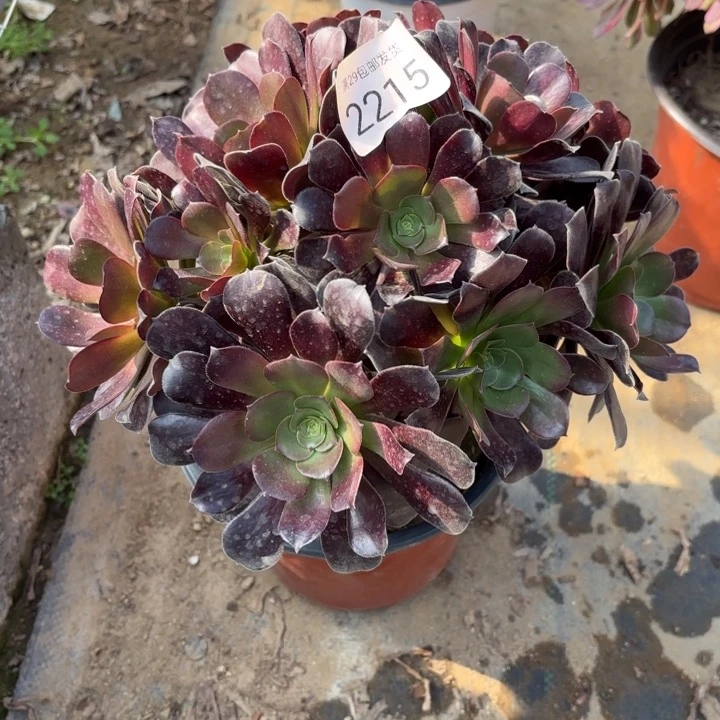 梅花博迪多肉法师2215