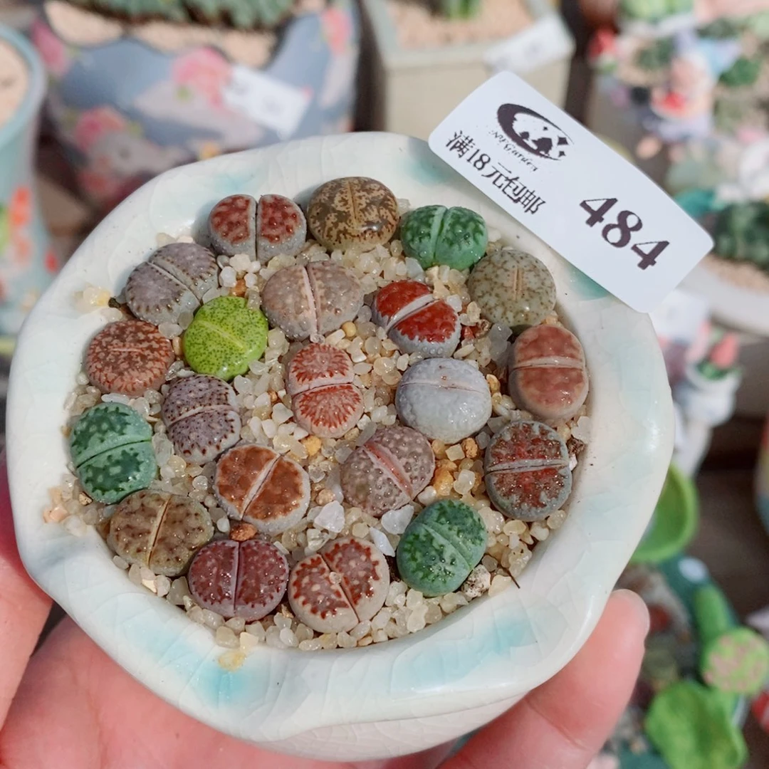 生石花花花花花花484