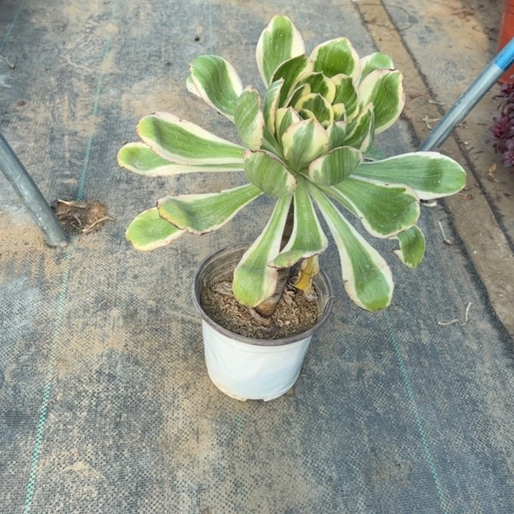 57燕子锦多肉多肉多肉多肉