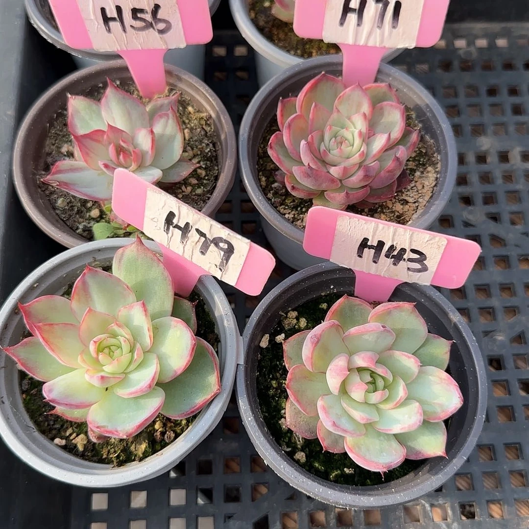 Y*H56-71-79-43惊鸿单头多肉