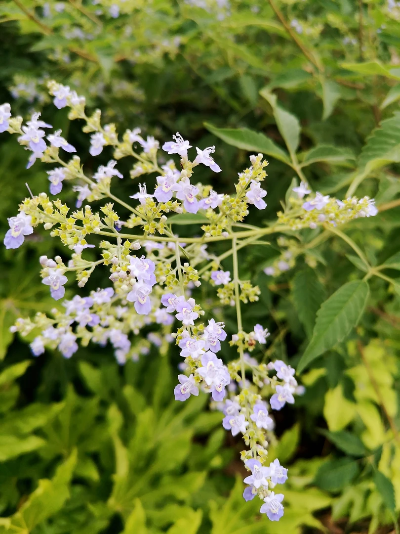 黄荆盆景素材一物一拍私拍随机发货