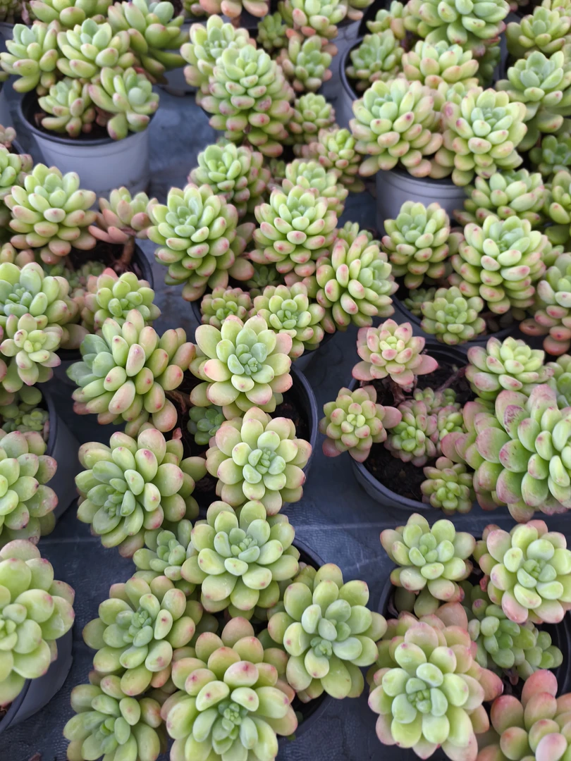 香格里拉多肉植物新手好养绿植适合室内办公室易活精品肉肉