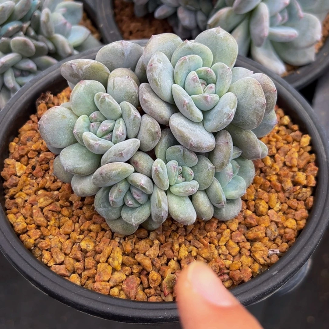 新年快乐 新年快乐