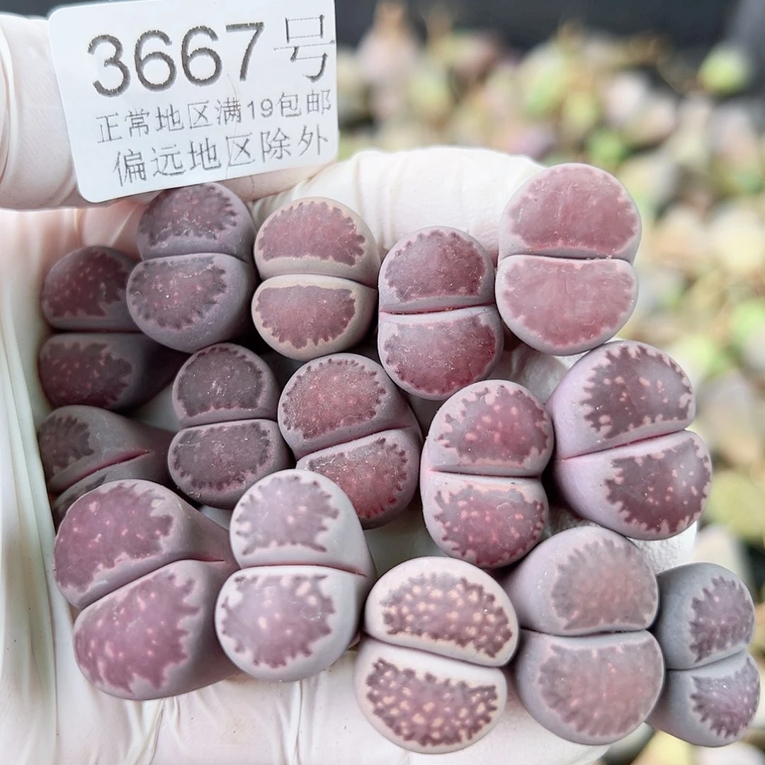 3667 好养易活生石花大母本15个微徒特价