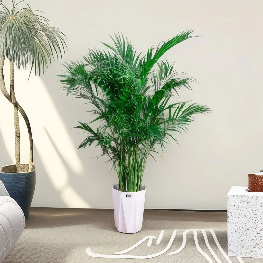 【1.5-1.7米顺丰上门】富贵椰树大型绿植四季常青室内摆放高档绿植