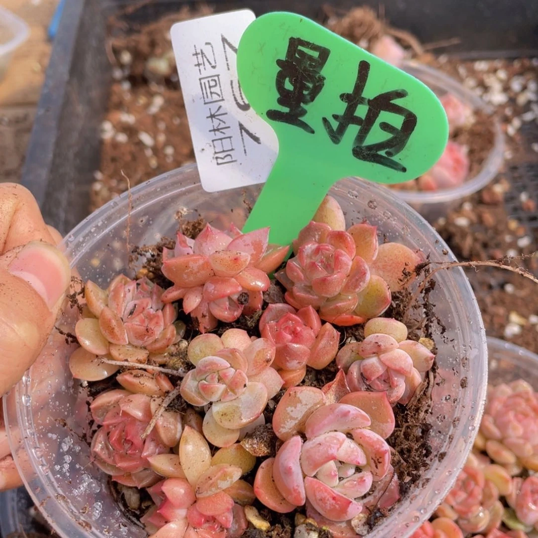 量拍多肉植物多肉植物767