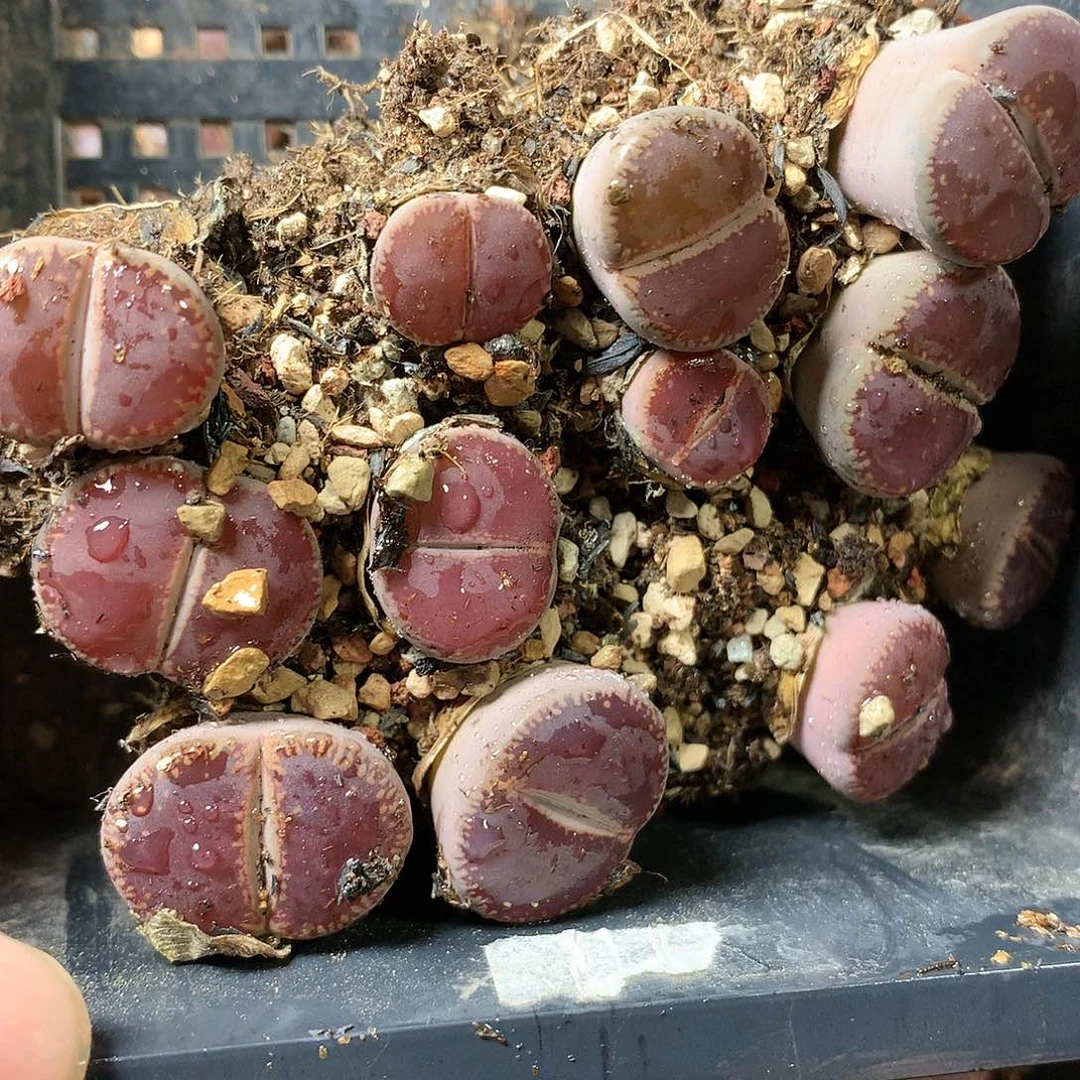 沛*G377多肉植物保护