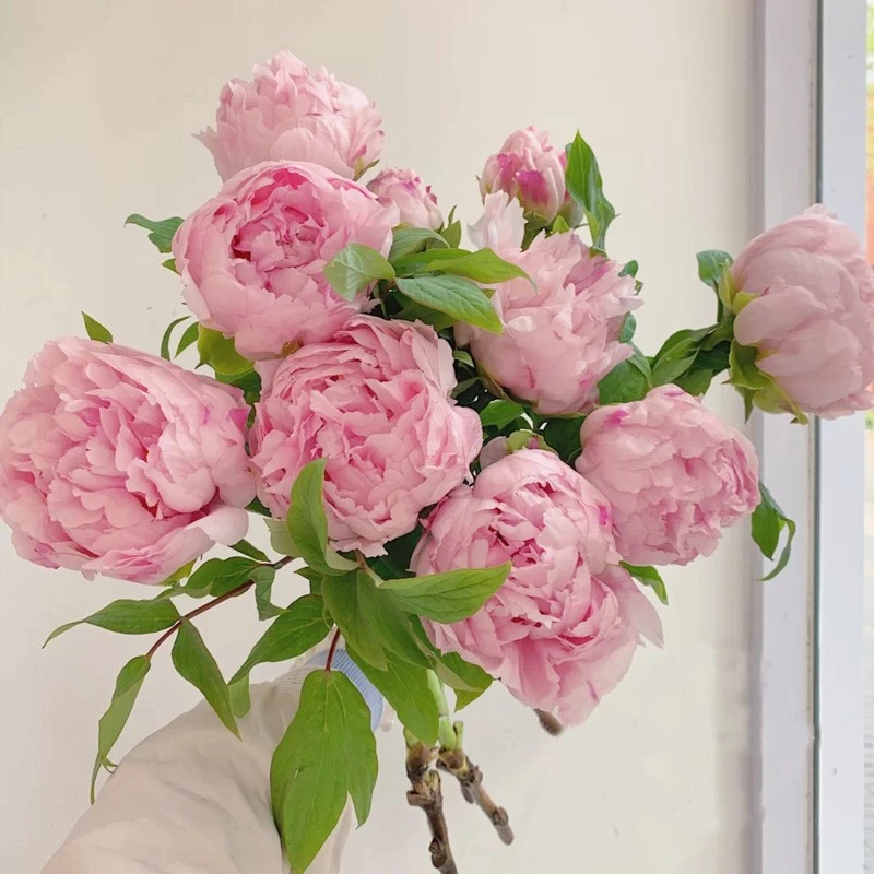 【现货顺丰】山东大牡丹鲜切花重瓣芍药