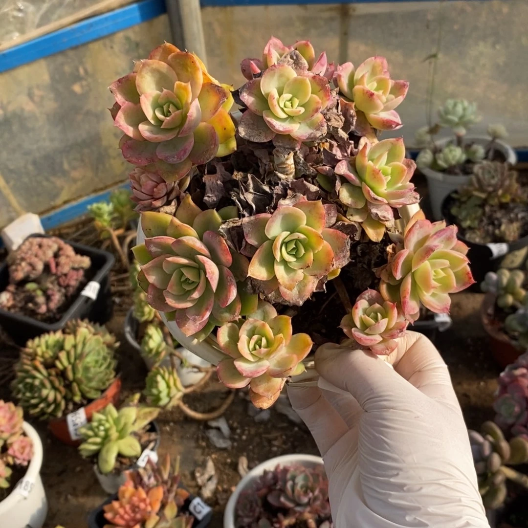 18585丝绸面纱一物一拍