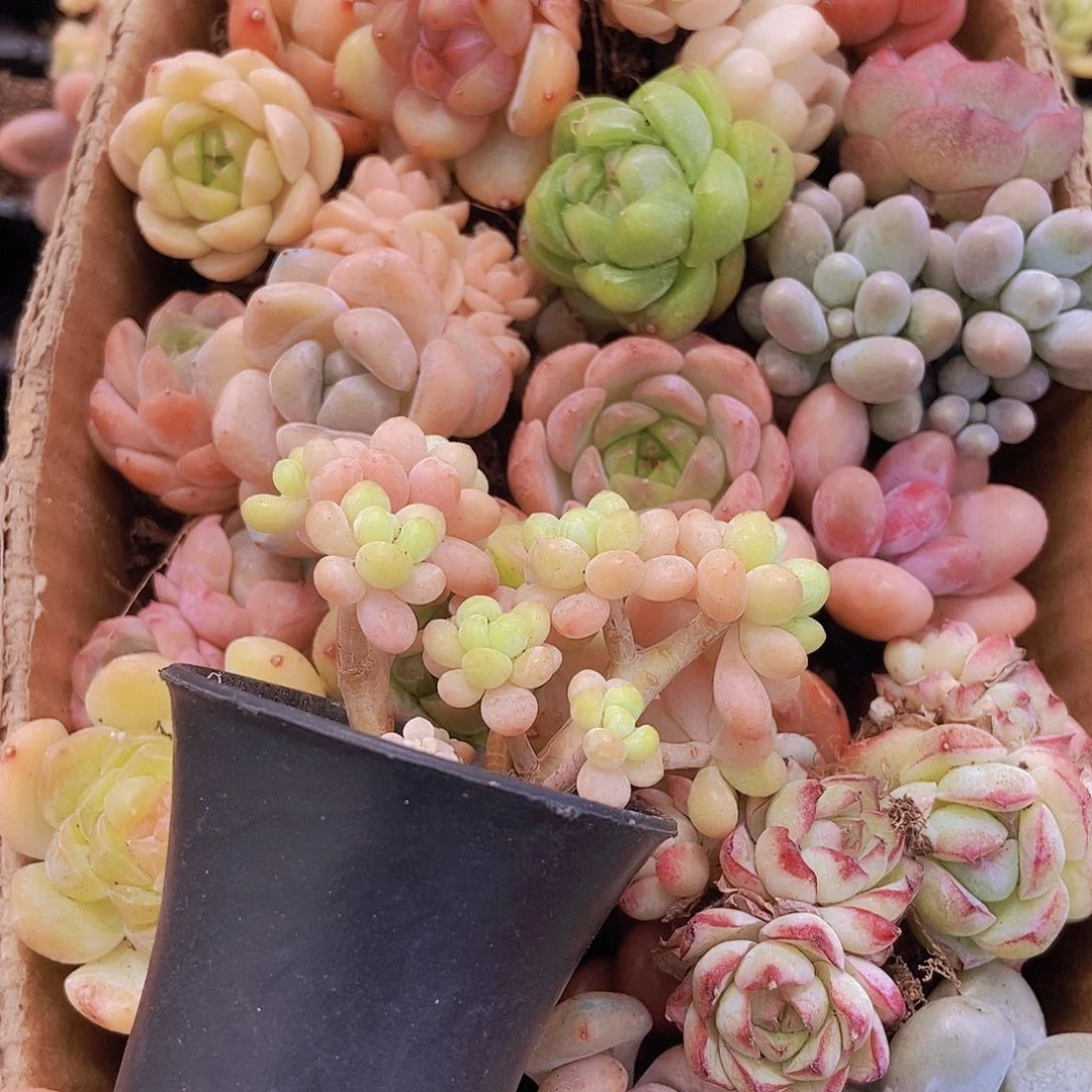 00000000001量拍保底20颗