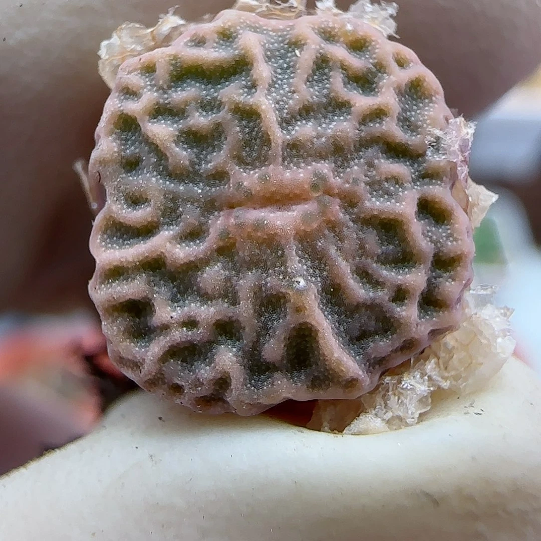 264超级烧麦优选