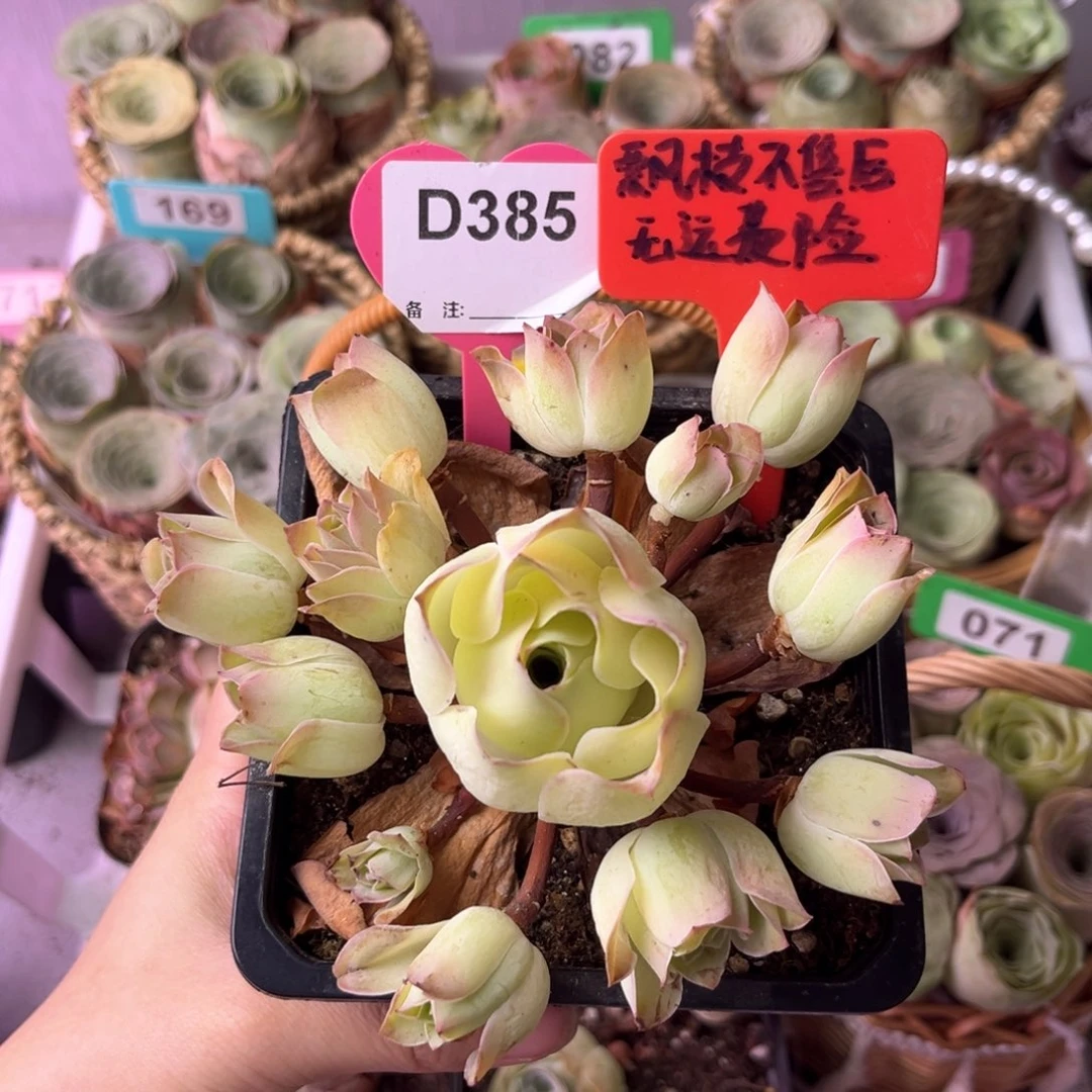 飘枝玫瑰一物一拍D385