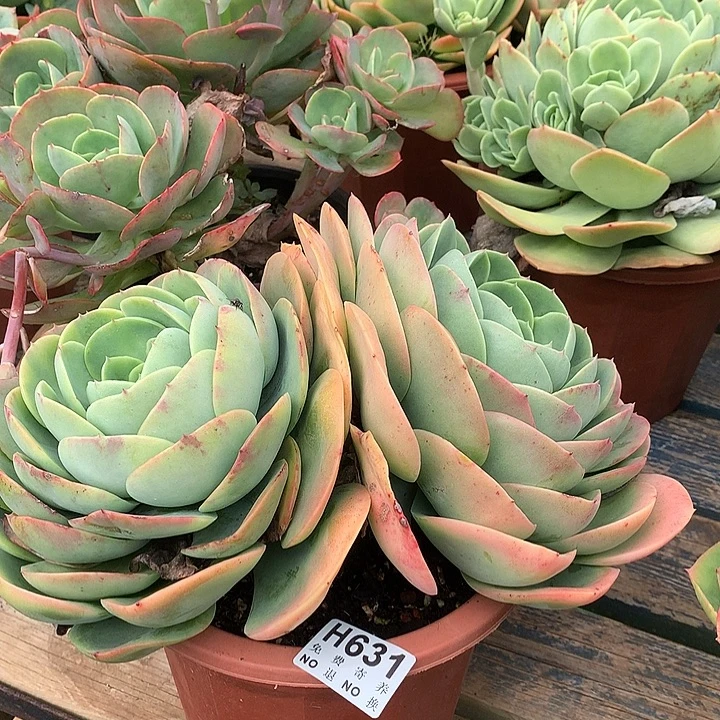 杂交大双头 非偏远38包邮 节后发