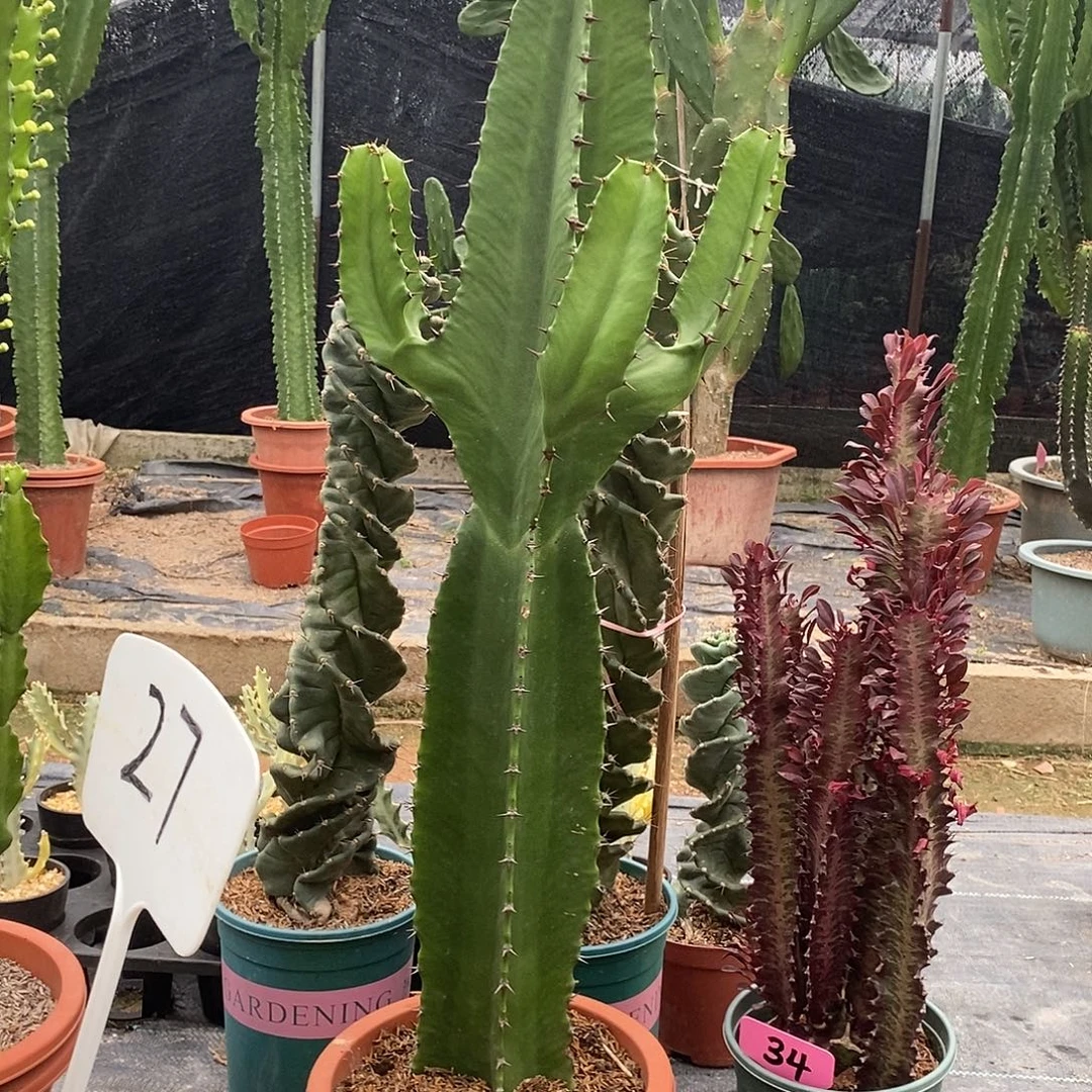 小戟阁一物一拍一