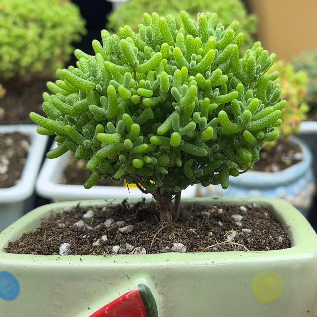 19蜜桔带盆优选枝干番杏