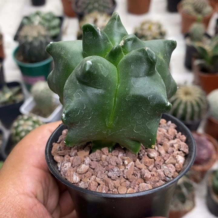 角疣龟甲实生特价