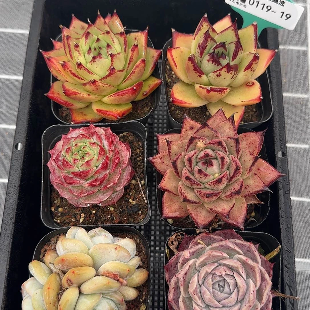 从前慢甄选多肉0119-19