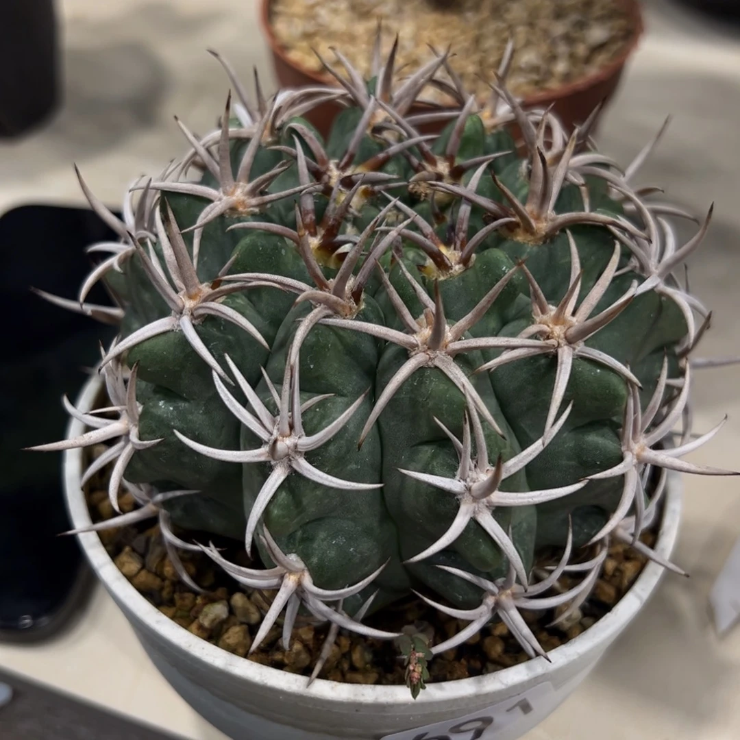 小***凡691碧岩玉脱土发货植物